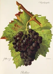 Bellino druif