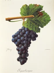 Esparbasque druif door J. Troncy