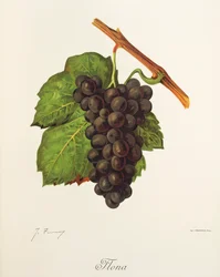 Flona druif