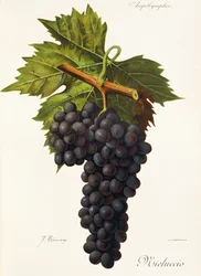 Mieluccio druif