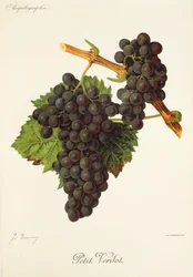 Petit Verdot druif door J. Troncy