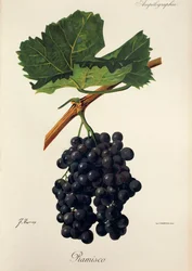 Ramisco druif