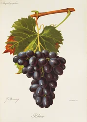 Ribier druif door J. Troncy
