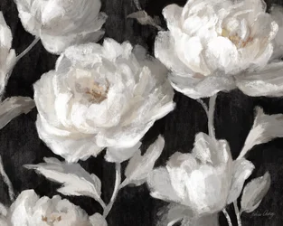 Witte pioenrozen op zwart, Julia Cheney