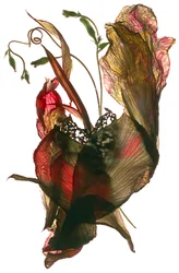 Morning Glory Canna Hart, 2012