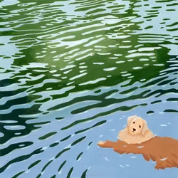 Zwemmen met een Golden Retriever