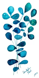Blauwe eucalyptusbladeren