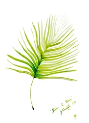 Aquarel van een groen palmblad