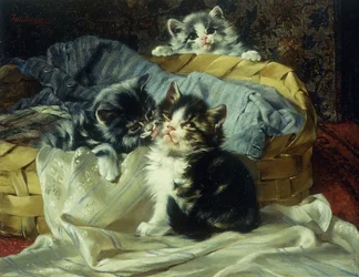 Speelse kittens