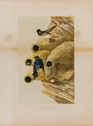 Klifzwaluwen