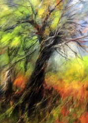 Kleurrijke herfstboom