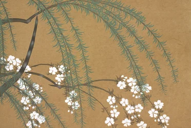 Yanagi Sakura, uit Momoyo-gusa