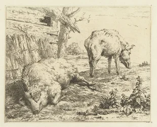 Twee zwijnen