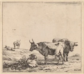 Koe, stier en kalf