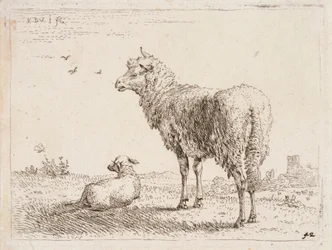 Schaap met lam