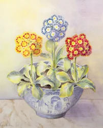 Auricula in een Chinese pot