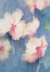 Hibiscus, abrikoos