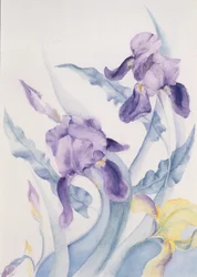 Iris, blauwe Mare