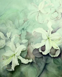 Lelies, witte Auratum