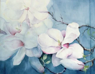 Magnolia Soulangeana (horizontaal)