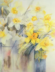 Gemengde narcissen in een tank