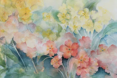 Polyanthus, gemengde hybriden