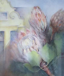 Protea in Stellenbosch