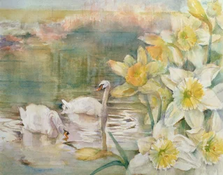 Zwanen bij Hurst