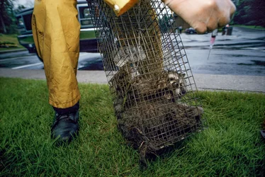 Rabiësvaccinatie, 2005