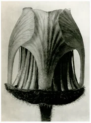 Geum Rivale. 1929
