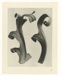 Plantstudies (Urformen der Kunst: photographische Pflanzenbilder)
