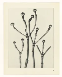 Plantstudies (Urformen der Kunst: photographische Pflanzenbilder)