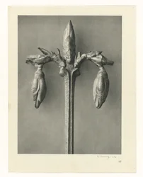 Plantstudies Urformen der Kunst: fotografische plantenbeelden (serietitel)