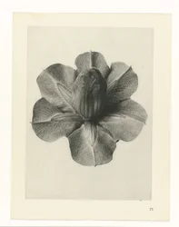 Plantstudies Urformen der Kunst: fotografische plantenbeelden (serietitel)