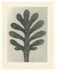 Plantstudies Urformen der Kunst: fotografische plantenbeelden (serietitel)