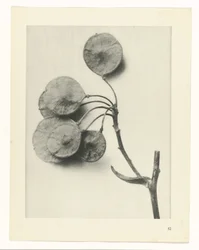 Plantstudie (Urformen der Kunst)