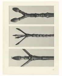 Plantstudie (Urformen der Kunst)