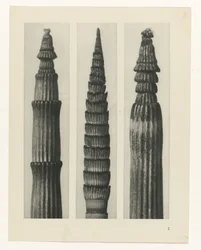 Plantstudie (Urformen der Kunst)
