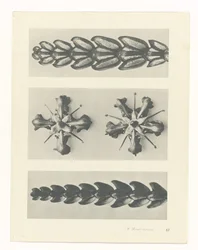 Plantstudie (Urformen der Kunst)