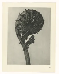 Plantstudie (Urformen der Kunst)