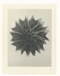 Plantstudie (Urformen der Kunst)