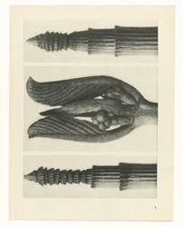 Plantstudie (Urformen der Kunst)