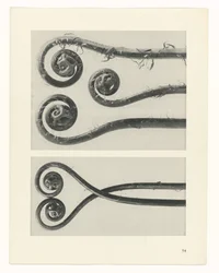 Plantstudie (Urformen der Kunst)