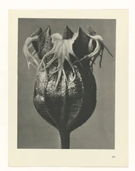 Plantstudie (Urformen der Kunst)