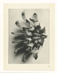 Plantstudie (Urformen der Kunst)