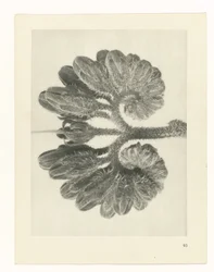 Plantstudie (Urformen der Kunst)