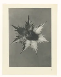 Plantstudie (Urformen der Kunst)