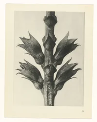 Plantstudie (Urformen der Kunst)