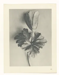 Plantstudie (Urformen der Kunst)
