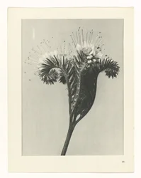 Plantstudie (Urformen der Kunst)